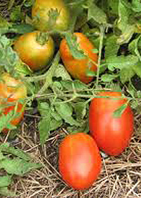 Solanum lycopersicum 'Oregon Star'